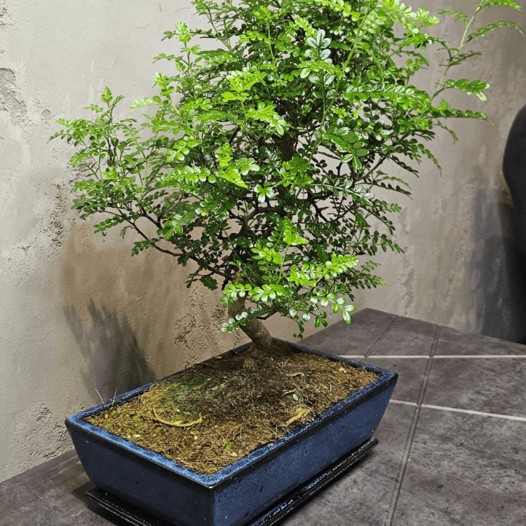 Бонсай Зантоксилум 20 лет Бонсай Зантоксилум 20 лет