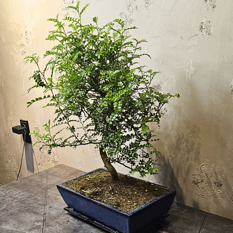 Бонсай Зантоксилум 20 лет Бонсай Зантоксилум 20 лет