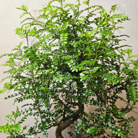 Бонсай Зантоксилум 20 лет Бонсай Зантоксилум 20 лет