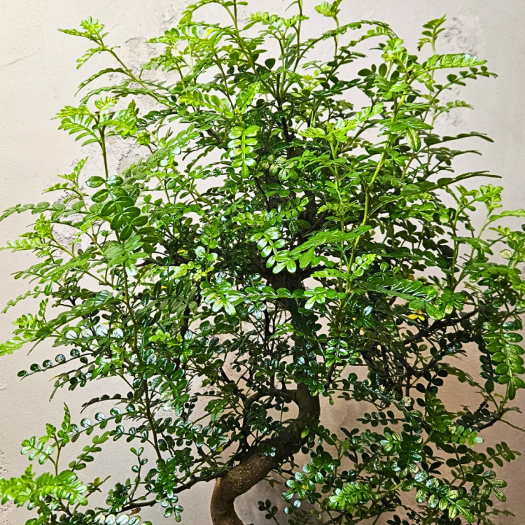 Бонсай Зантоксилум 20 лет Бонсай Зантоксилум 20 лет