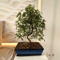 Бонсай Зантоксилум 20 лет Бонсай Зантоксилум 20 лет