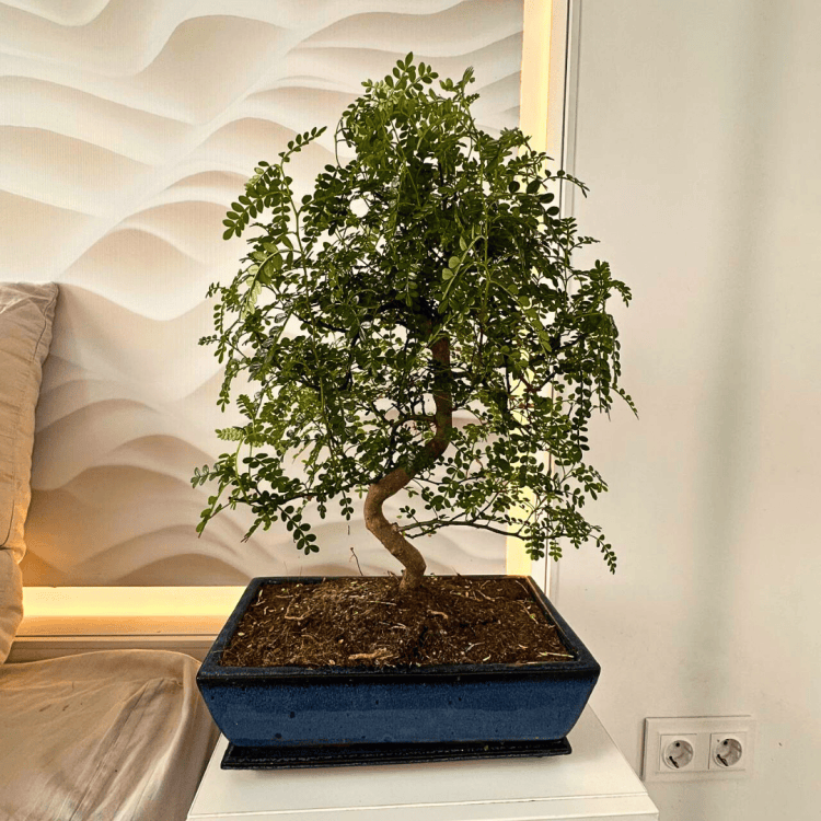 Бонсай Зантоксилум 20 лет Бонсай Зантоксилум 20 лет