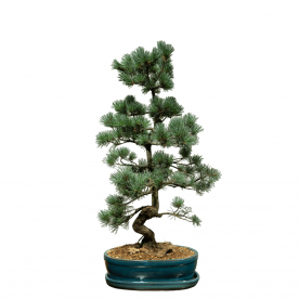 Бонсай  -  Японская Белая Сосна 35 лет