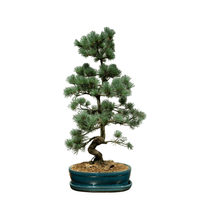 Бонсай  -  Японская Белая Сосна 35 лет