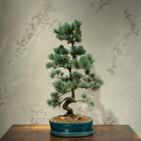 Бонсай - Японская Белая Сосна 35 лет Бонсай - Японская Белая Сосна 35 лет