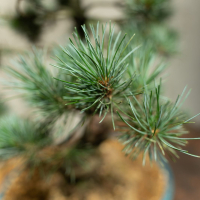 Бонсай - Японская Белая Сосна 35 лет Бонсай - Японская Белая Сосна 35 лет