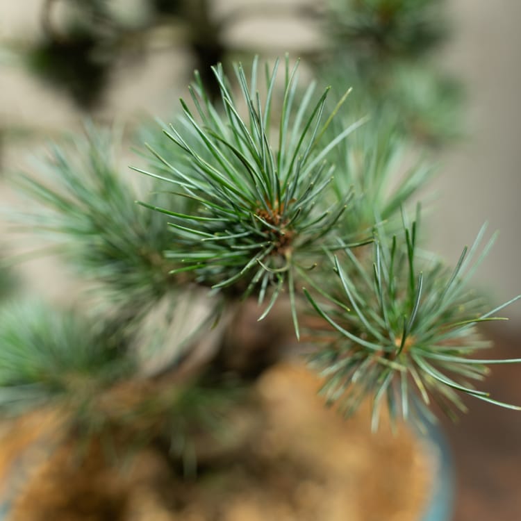 Бонсай - Японская Белая Сосна 35 лет Бонсай - Японская Белая Сосна 35 лет