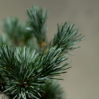 Бонсай - Японская Белая Сосна 35 лет Бонсай - Японская Белая Сосна 35 лет