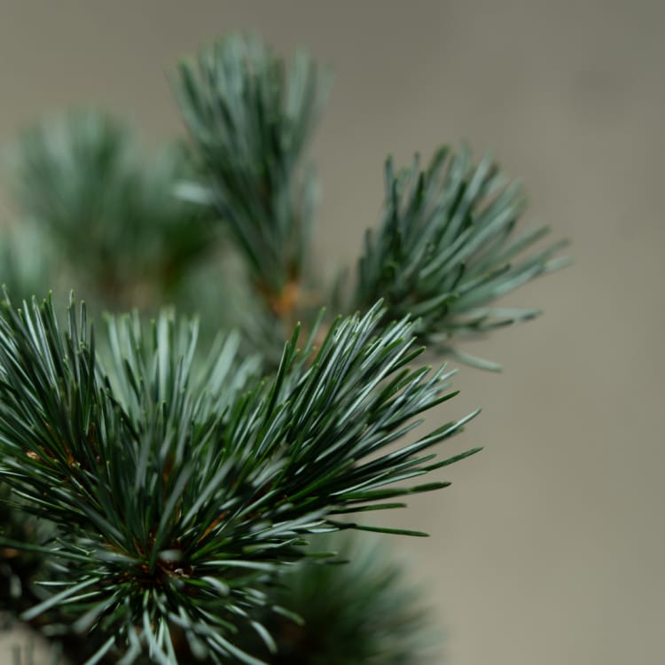 Бонсай - Японская Белая Сосна 35 лет Бонсай - Японская Белая Сосна 35 лет