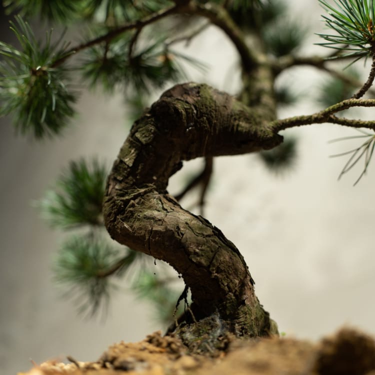 Бонсай - Японская Белая Сосна 35 лет Бонсай - Японская Белая Сосна 35 лет