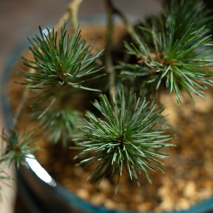 Бонсай - Японская Белая Сосна 35 лет Бонсай - Японская Белая Сосна 35 лет