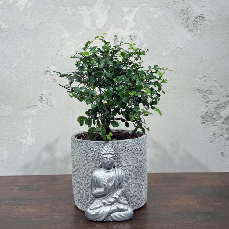 Бонсай Вяз в кашпо "Будда"