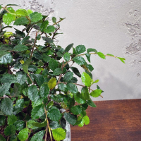 Бонсай Вяз в кашпо "Будда"