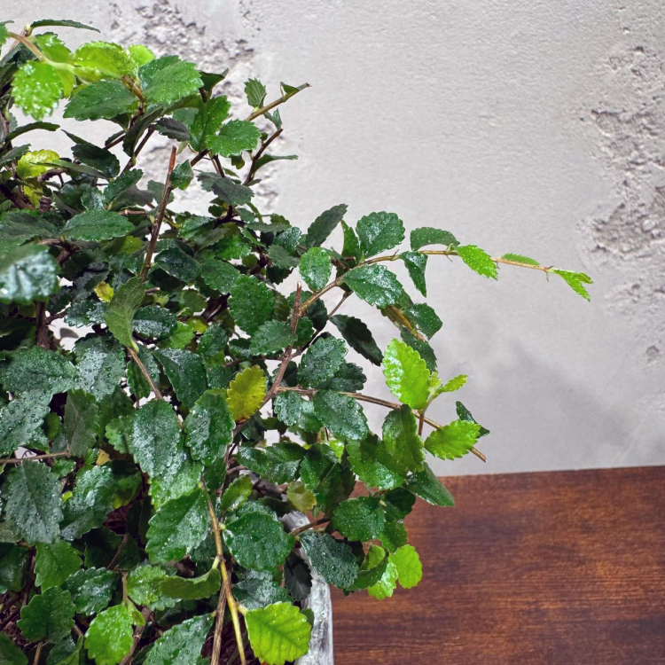 Бонсай Вяз в кашпо "Будда"