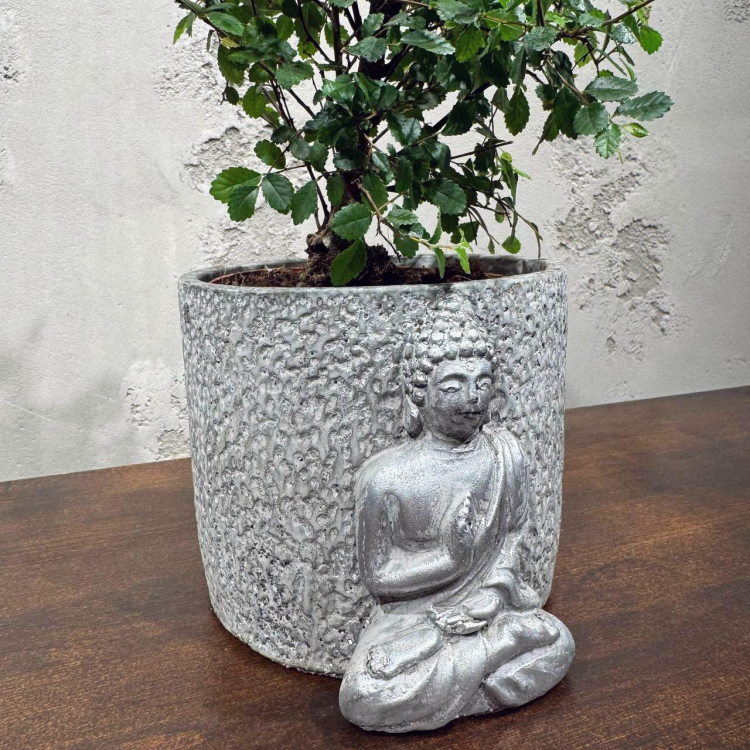 Бонсай Вяз в кашпо "Будда"