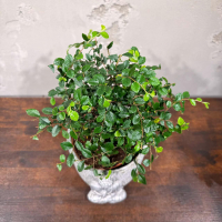 Бонсай Вяз в кашпо "Будда"