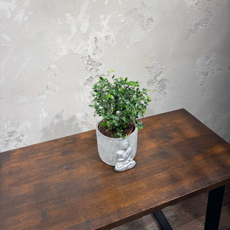 Бонсай Вяз в кашпо "Будда"