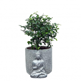Бонсай Вяз в кашпо &quot;Будда&quot;