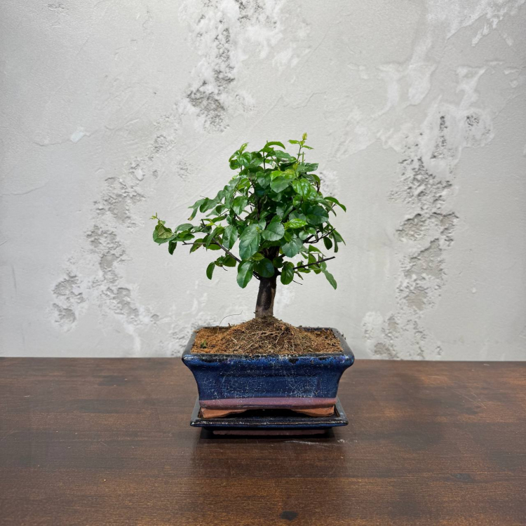 Бонсай Сагереция с прямым стволом 8 лет