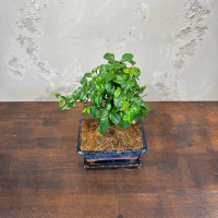 Бонсай Сагереция с прямым стволом 8 лет