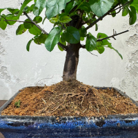 Бонсай Сагереция с прямым стволом 8 лет