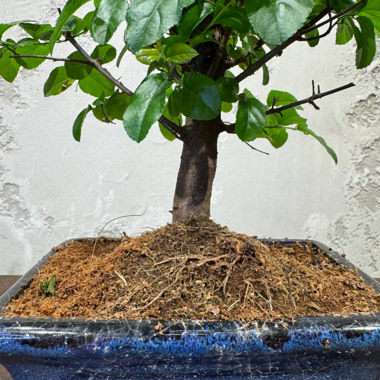 Бонсай Сагереция с прямым стволом 8 лет