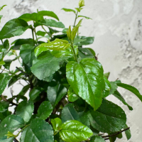 Бонсай Сагереция с прямым стволом 8 лет