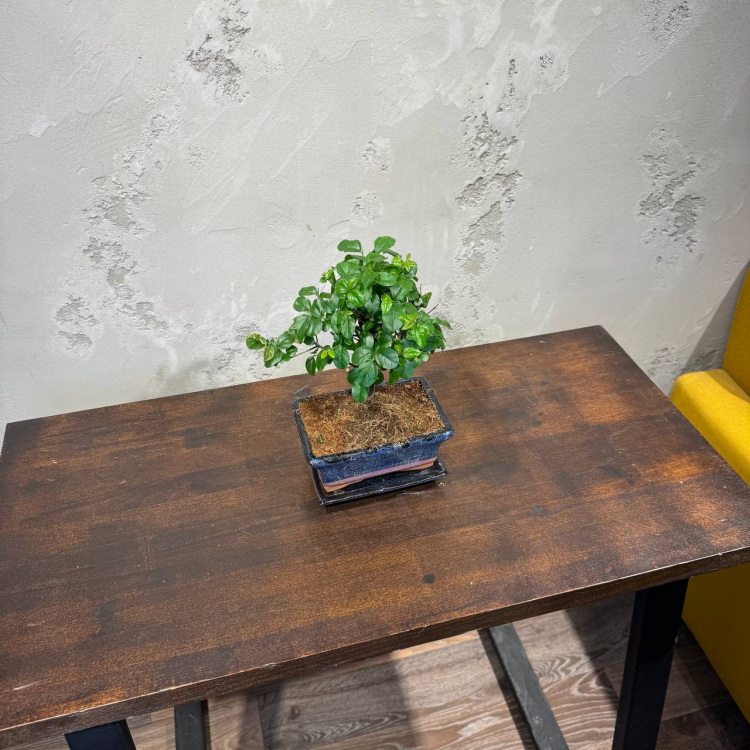 Бонсай Сагереция с прямым стволом 8 лет