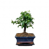 Бонсай Сагереция с прямым стволом 8 лет