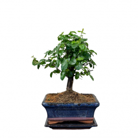 Бонсай Сагереция с прямым стволом 8 лет