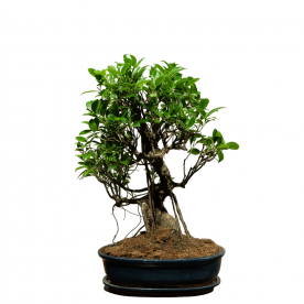 Бонсай Баньян в овальной плошке 20 лет