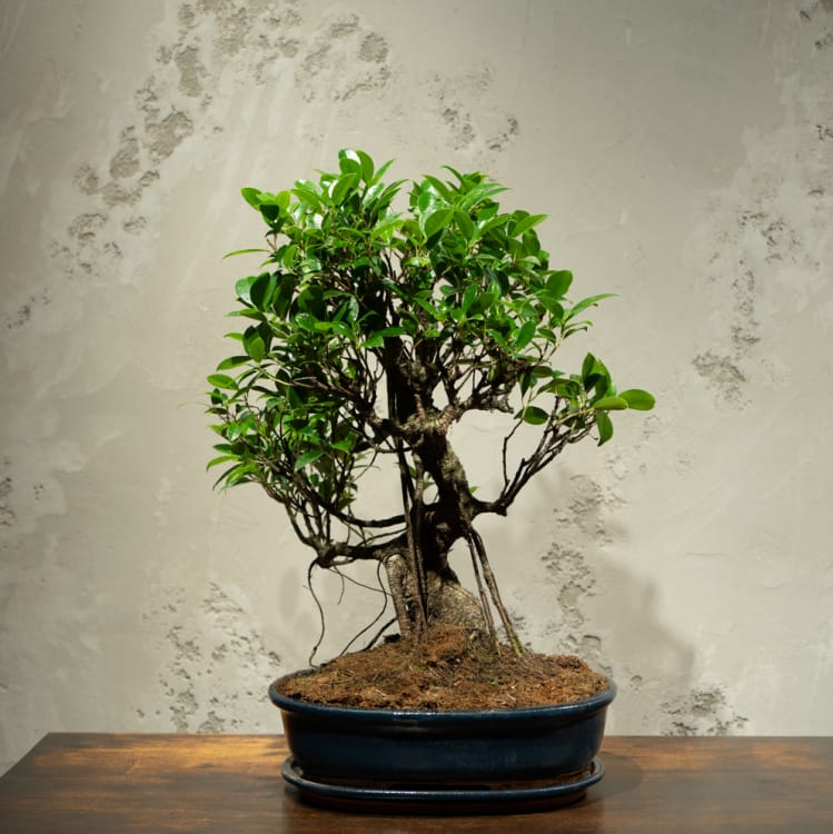 Бонсай Баньян в овальной плошке 20 лет Бонсай Баньян в овальной плошке 20 лет