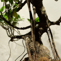 Бонсай Баньян в овальной плошке 20 лет Бонсай Баньян в овальной плошке 20 лет