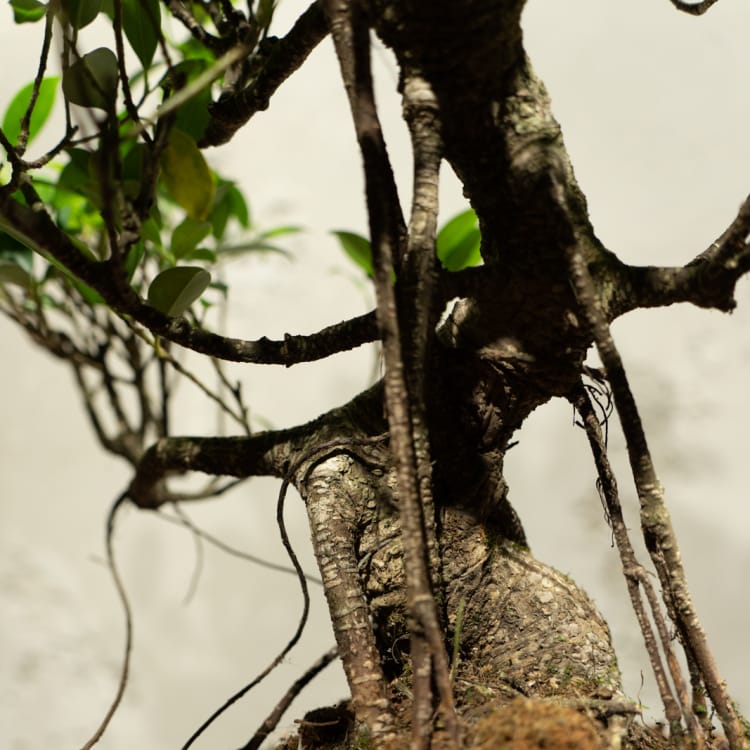 Бонсай Баньян в овальной плошке 20 лет Бонсай Баньян в овальной плошке 20 лет