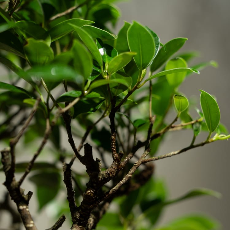 Бонсай Баньян в овальной плошке 20 лет Бонсай Баньян в овальной плошке 20 лет