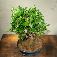 Бонсай Баньян в овальной плошке 20 лет Бонсай Баньян в овальной плошке 20 лет