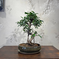 Бонсай Баньян в овальной плошке 20 лет