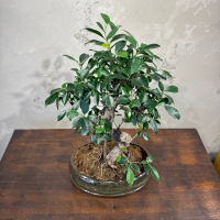 Бонсай Баньян в овальной плошке 20 лет