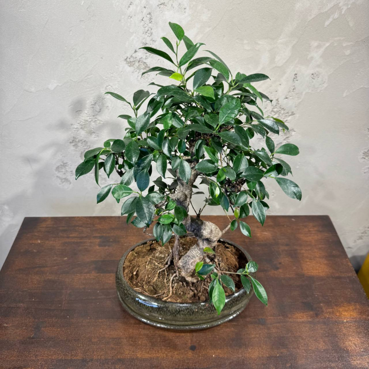 Бонсай Баньян в овальной плошке 20 лет