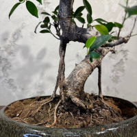 Бонсай Баньян в овальной плошке 20 лет