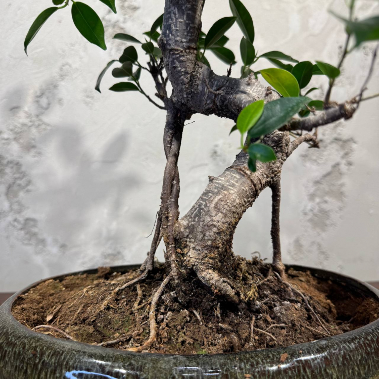 Бонсай Баньян в овальной плошке 20 лет