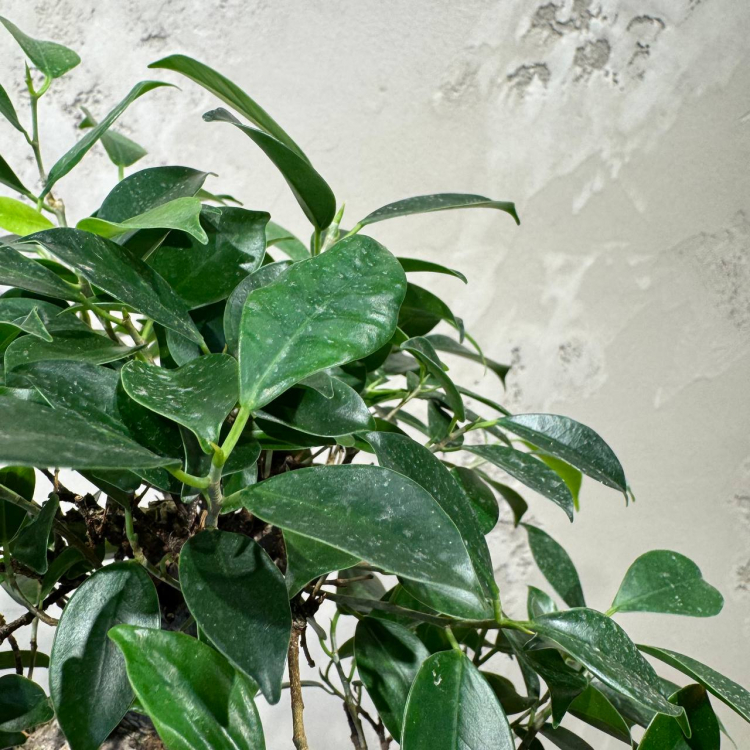 Бонсай Баньян в овальной плошке 20 лет