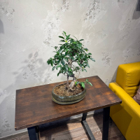 Бонсай Баньян в овальной плошке 20 лет