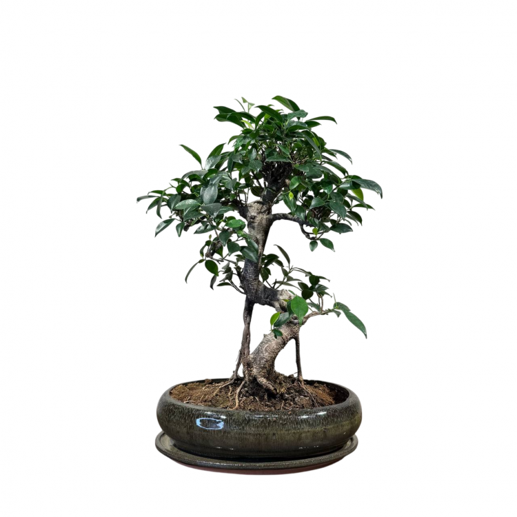 Бонсай Баньян в овальной плошке 20 лет