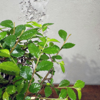 Бонсай Вяз в кашпо