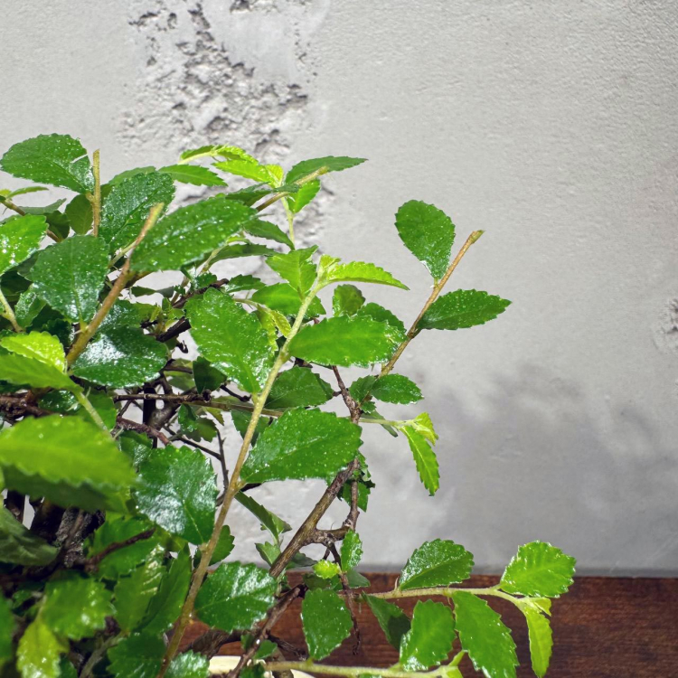 Бонсай Вяз в кашпо