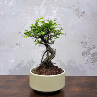 Бонсай Вяз в кашпо