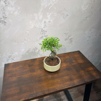 Бонсай Вяз в кашпо