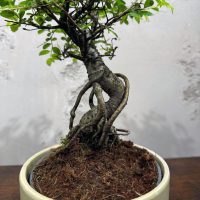 Бонсай Вяз в кашпо