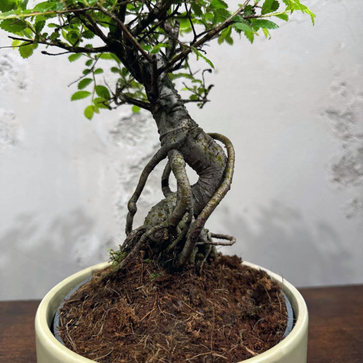 Бонсай Вяз в кашпо